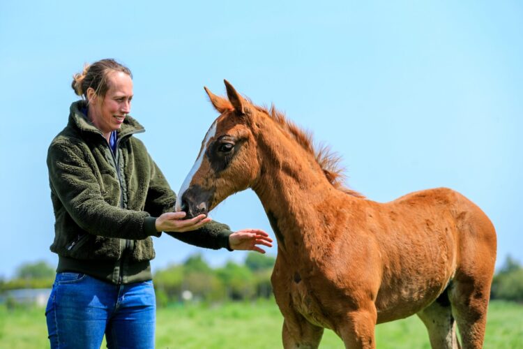 Onze paarden